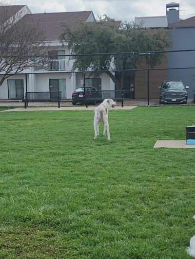 Redding Trail Dog Park - Dallas, TX
