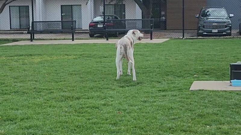 Redding Trail Dog Park - Dallas, TX