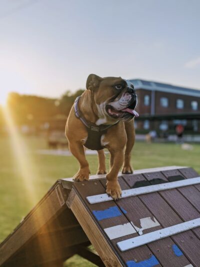 Redding Trail Dog Park - Dallas, TX