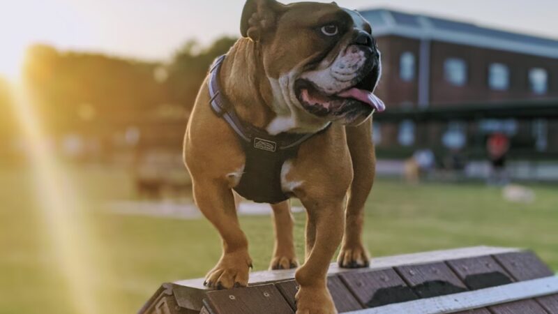 Redding Trail Dog Park - Dallas, TX