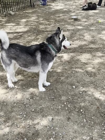 Uptown dog park - Dallas, TX