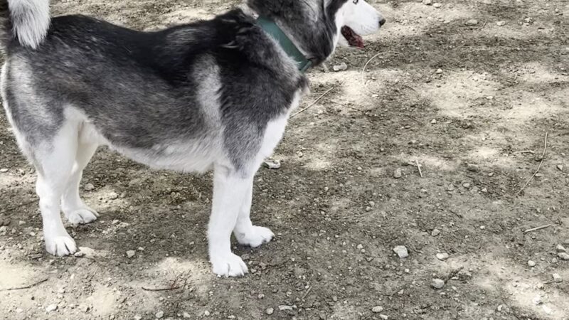 Uptown dog park - Dallas, TX