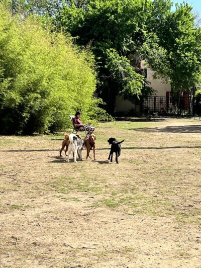 Uptown dog park - Dallas, TX