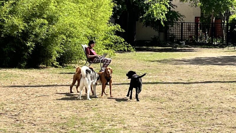 Uptown dog park - Dallas, TX