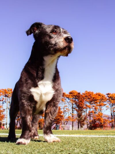 Gellert Park Dogs Association - Daly City, CA
