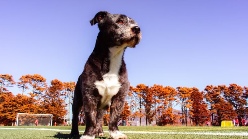Gellert Park Dogs Association - Daly City, CA