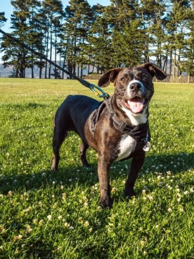 Gellert Park Dogs Association - Daly City, CA