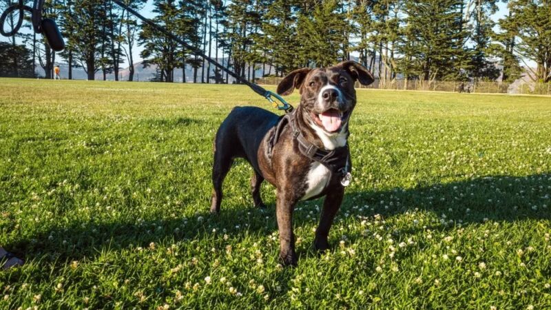 Gellert Park Dogs Association - Daly City, CA