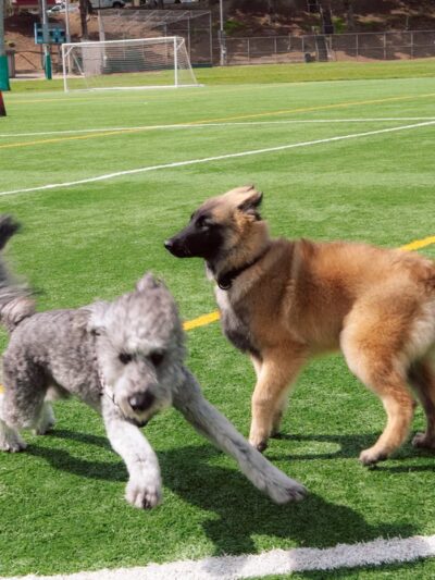 Gellert Park Dogs Association - Daly City, CA