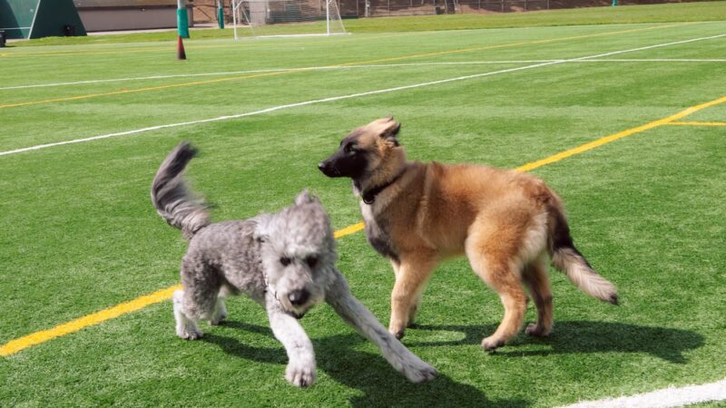Gellert Park Dogs Association - Daly City, CA