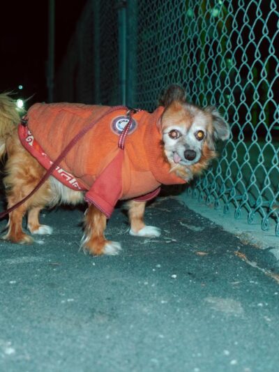 Gellert Park Dogs Association - Daly City, CA