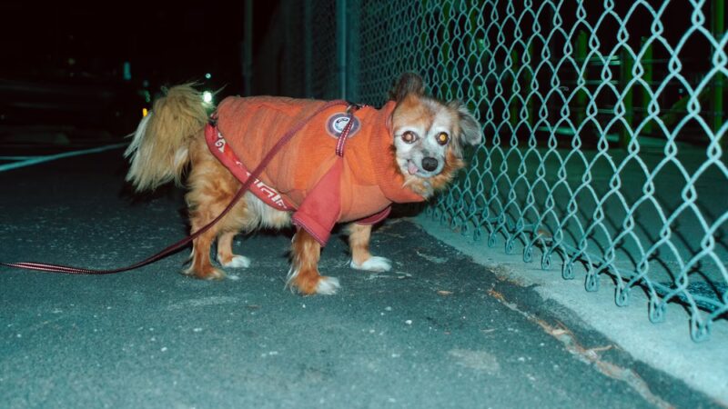 Gellert Park Dogs Association - Daly City, CA