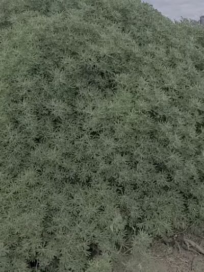 Palisades Park - Daly City, CA