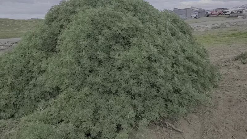 Palisades Park - Daly City, CA