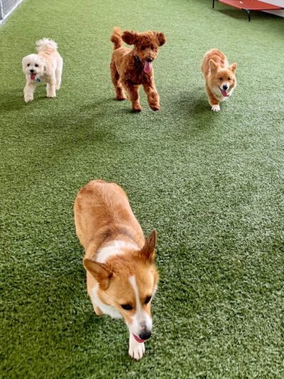 Paws Pet N' Play - Daly City, CA