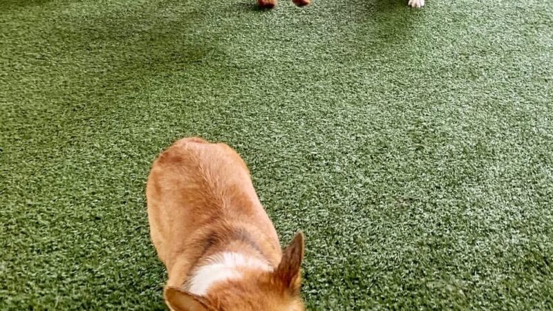 Paws Pet N' Play - Daly City, CA