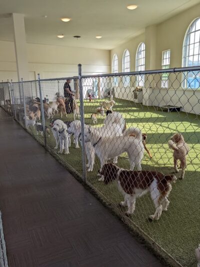 Paws Pet N' Play - Daly City, CA