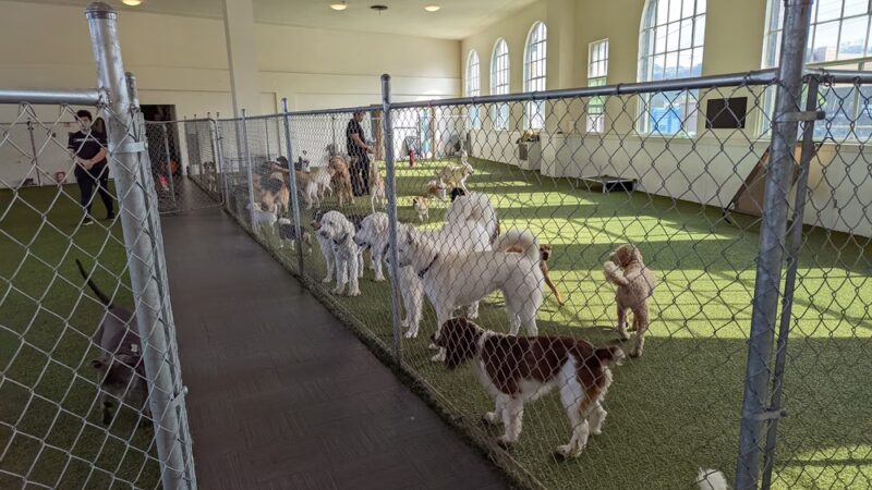 Paws Pet N' Play - Daly City, CA