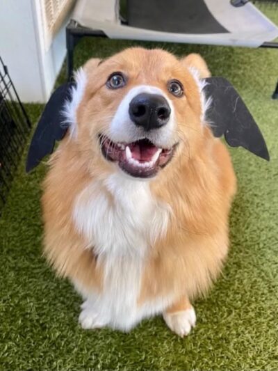 Paws Pet N' Play - Daly City, CA