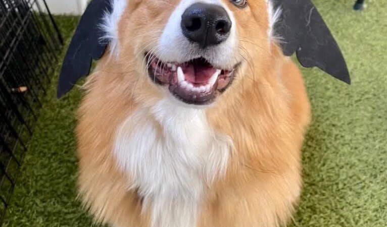 Paws Pet N' Play - Daly City, CA