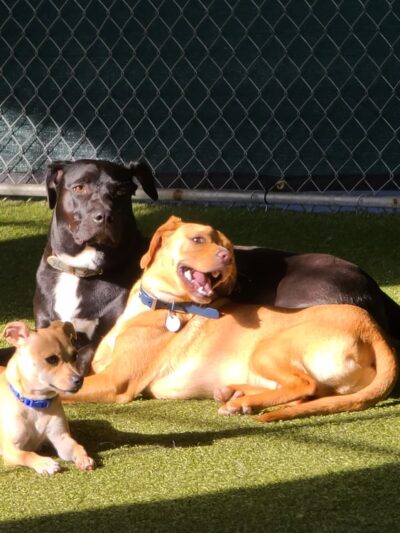 Paws Pet N' Play - Daly City, CA