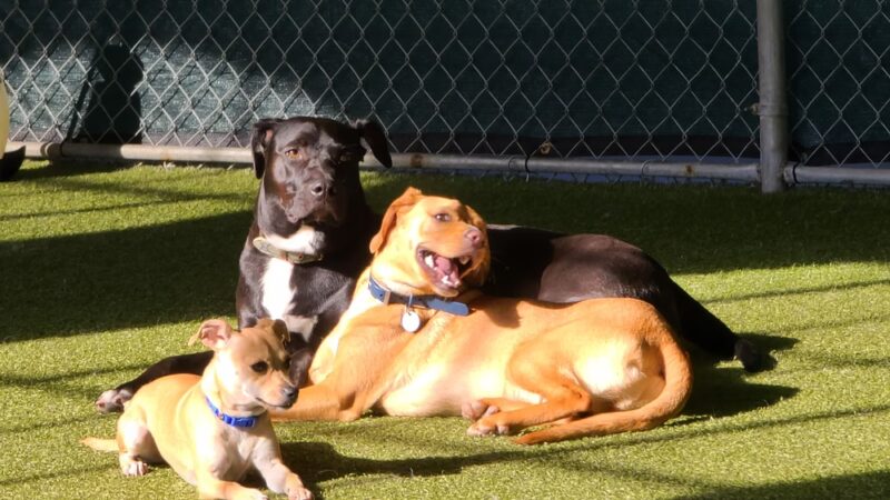 Paws Pet N' Play - Daly City, CA