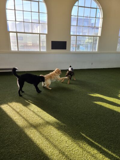 Paws Pet N' Play - Daly City, CA