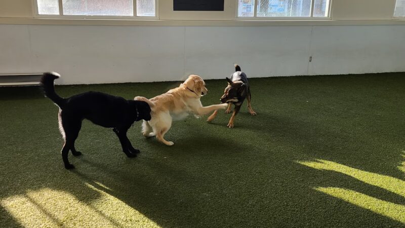 Paws Pet N' Play - Daly City, CA