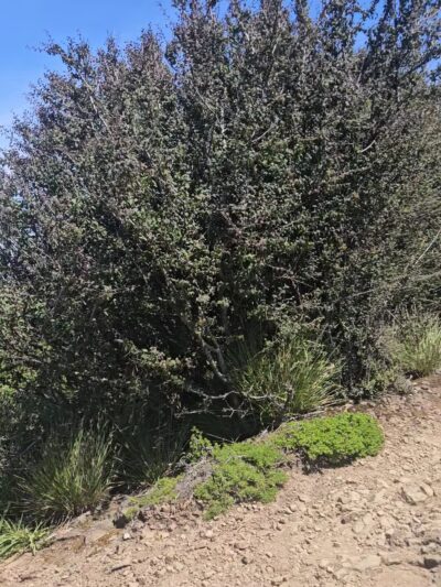 Summit Loop Trail, San Bruno Mountain - Daly City, CA