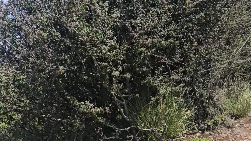 Summit Loop Trail, San Bruno Mountain - Daly City, CA