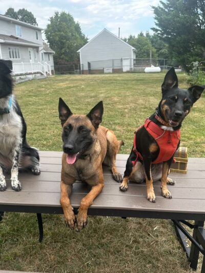 Aspire K9 Academy - Damascus, MD