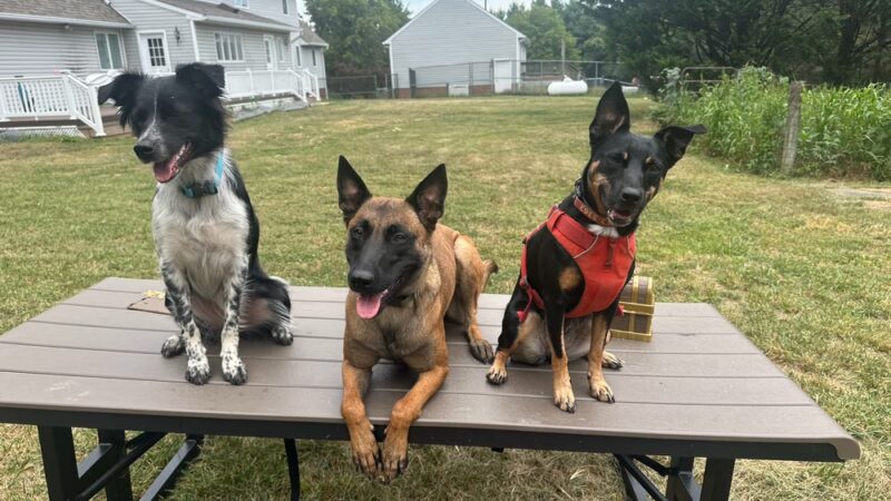 Aspire K9 Academy - Damascus, MD