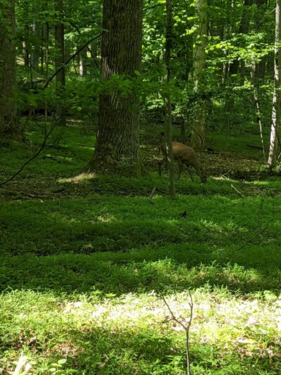 Magruder Branch Trail - Damascus, MD