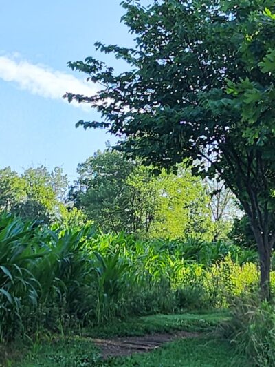 Oak Ridge Conservation Park Trailhead - Damascus, MD