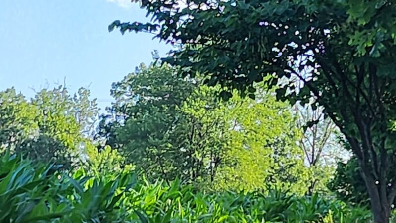 Oak Ridge Conservation Park Trailhead - Damascus, MD