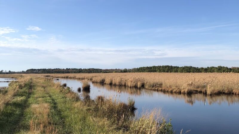 Deal Island State Wildlife Management Area - Dames Quarter, MD