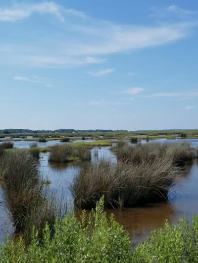 Deal Island State Wildlife Management Area - Dames Quarter, MD