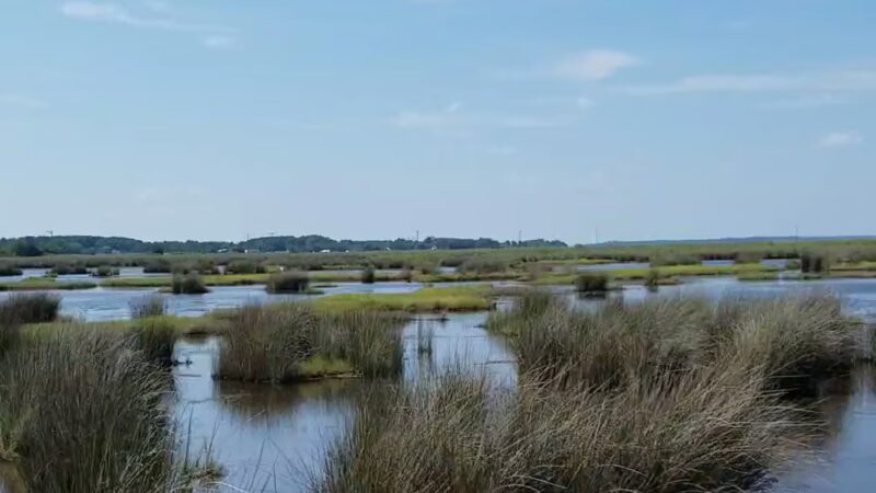 Deal Island State Wildlife Management Area - Dames Quarter, MD
