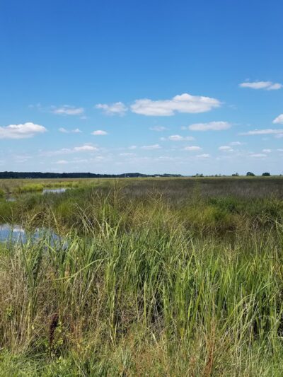 Deal Island State Wildlife Management Area - Dames Quarter, MD