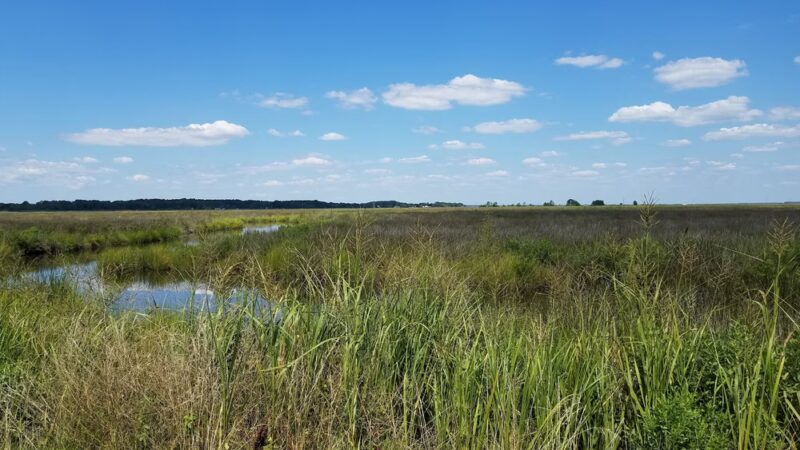 Deal Island State Wildlife Management Area - Dames Quarter, MD