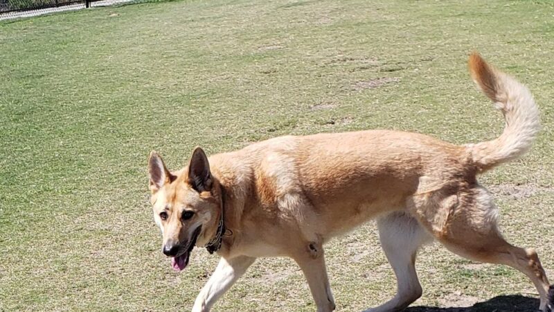 Crystal Cove Dog Park - Dana Point, CA