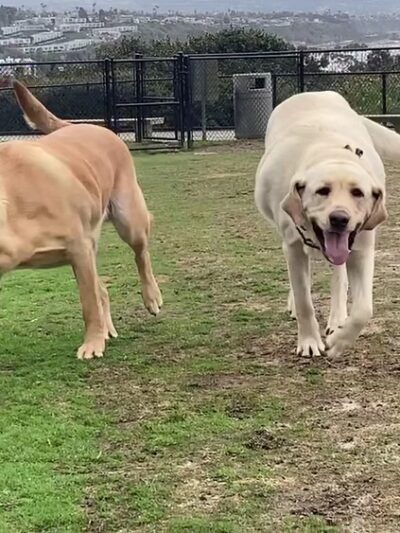 Crystal Cove Dog Park - Dana Point, CA
