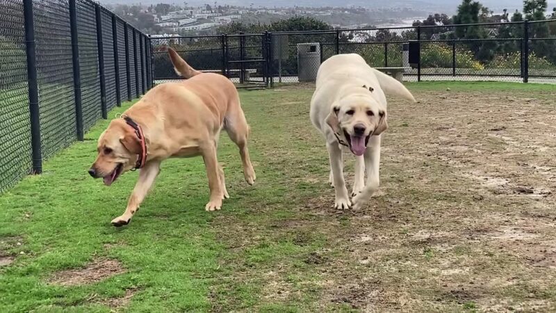 Crystal Cove Dog Park - Dana Point, CA