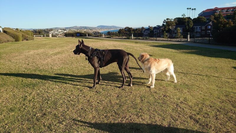 Crystal Cove Dog Park - Dana Point, CA