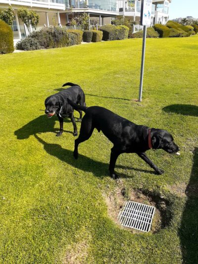 Crystal Cove Dog Park - Dana Point, CA