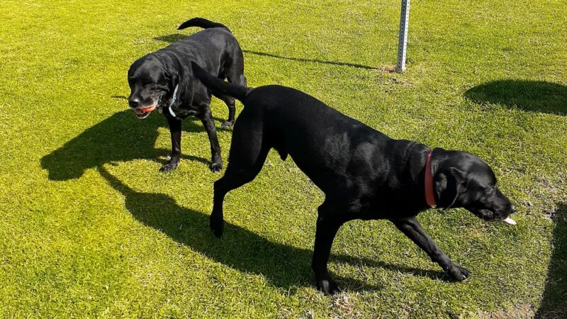Crystal Cove Dog Park - Dana Point, CA