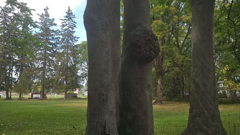 Williams Park Village Of Dansville - Dansville, NY