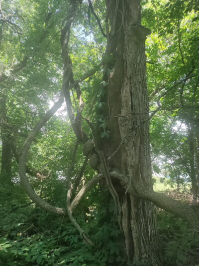 Wildwood Park - Darien, WI