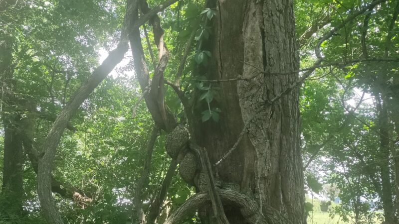 Wildwood Park - Darien, WI