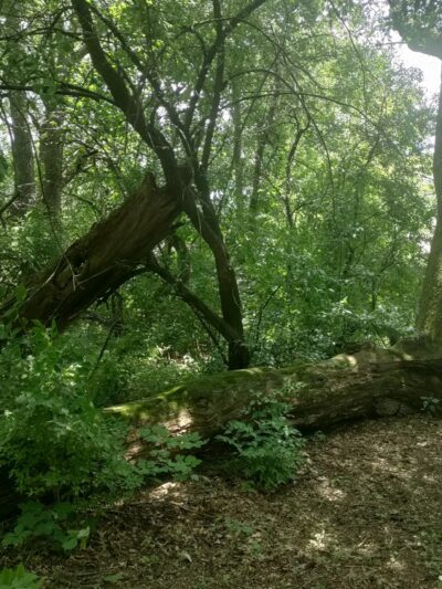 Wildwood Park - Darien, WI